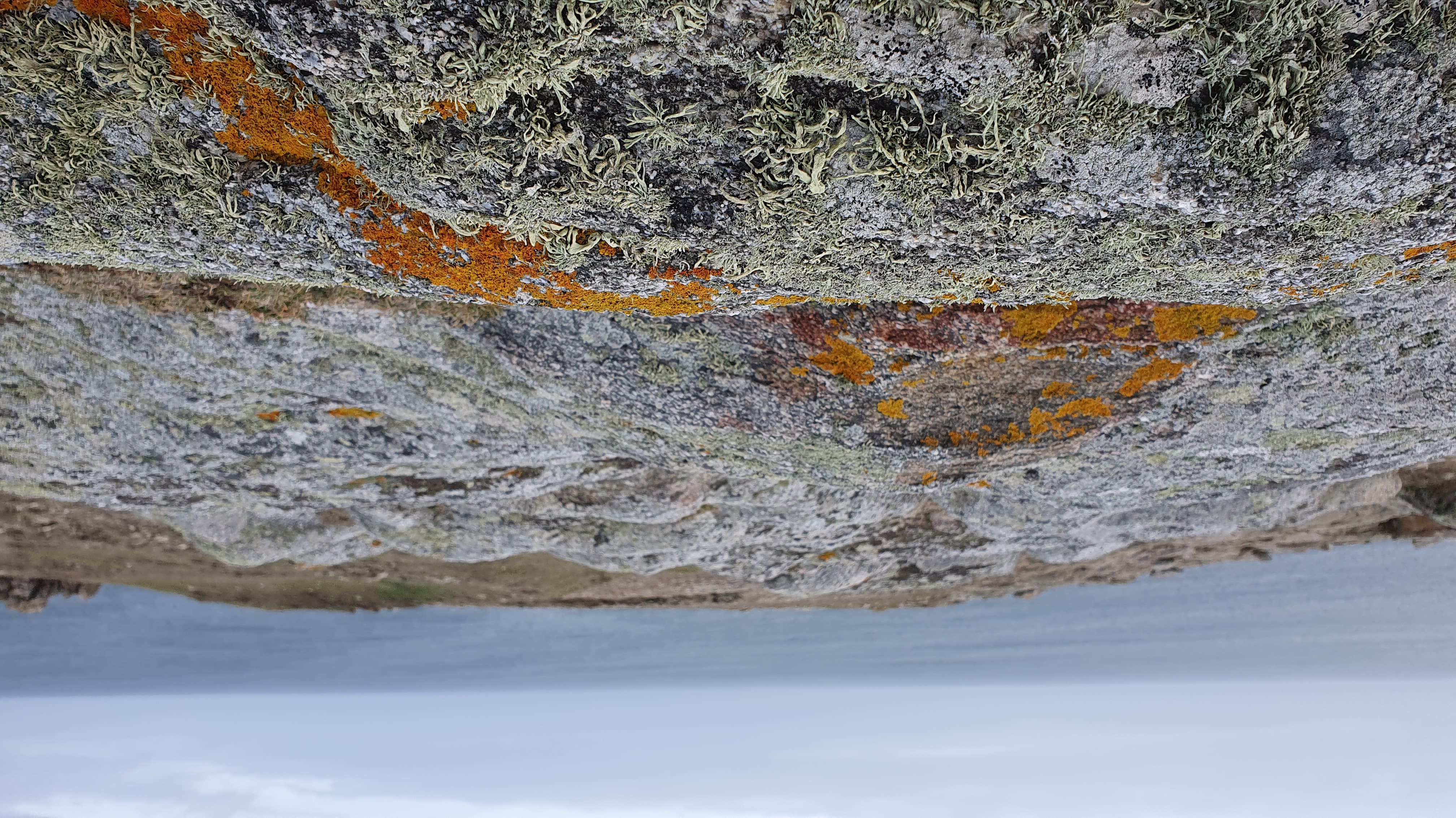 les lichens