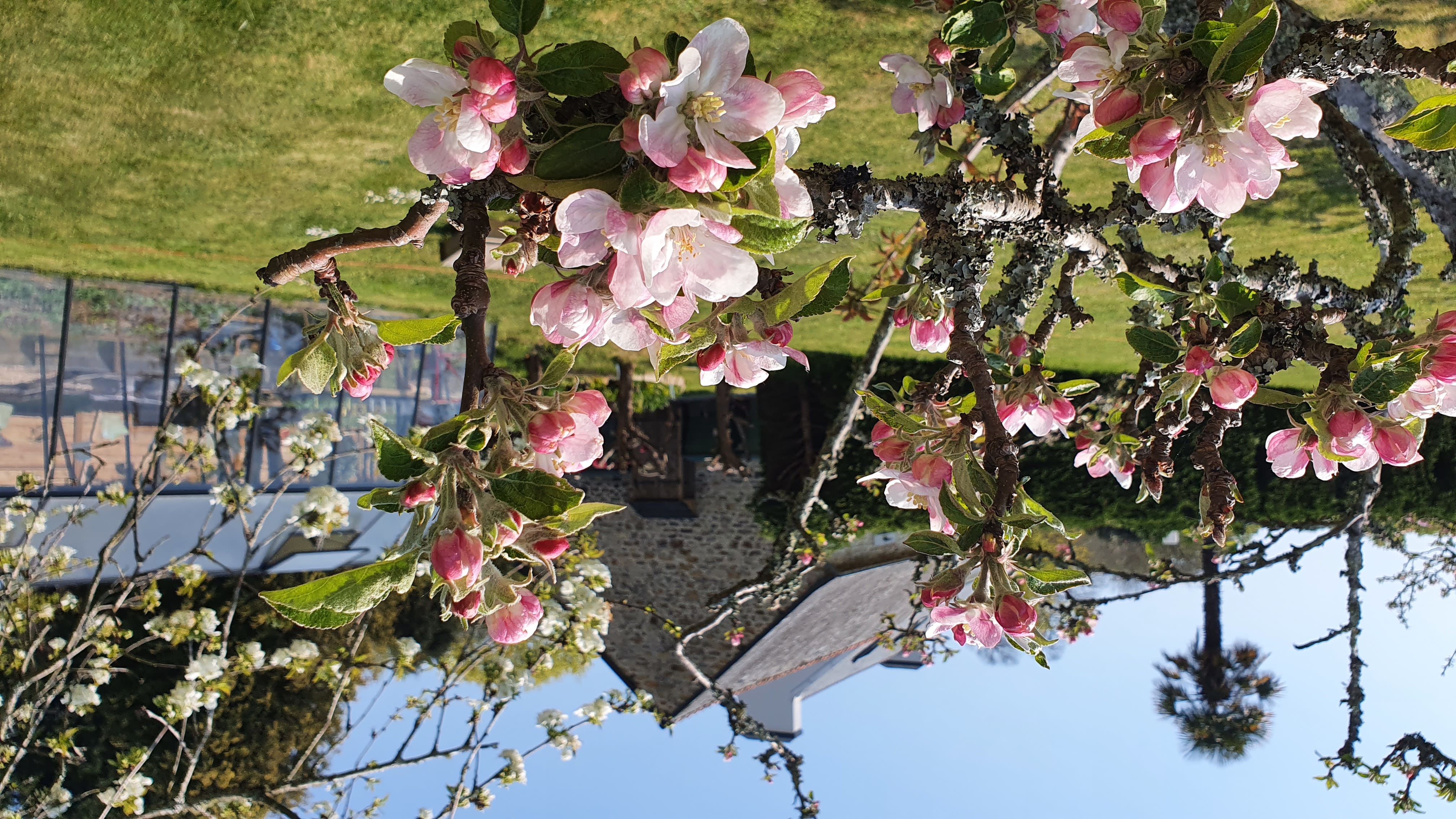 pommier en fleurs